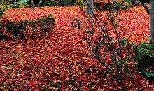 邂逅院落的枫叶