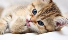 可爱的小猫作文500字五年级