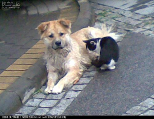 无家可归的猫狗
