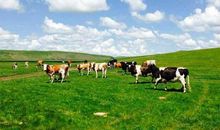 游呼伦贝尔大草原