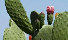 仙人掌与玫瑰花