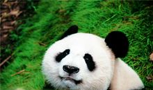 游成都熊猫基地
