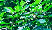 怀念那片桑树林