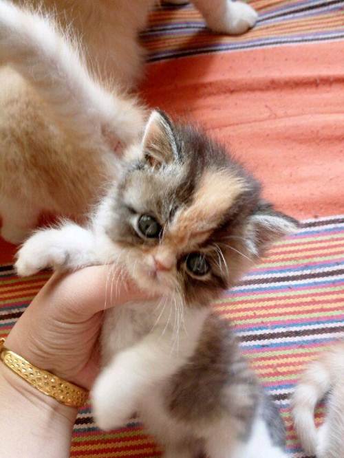 我的加菲猫