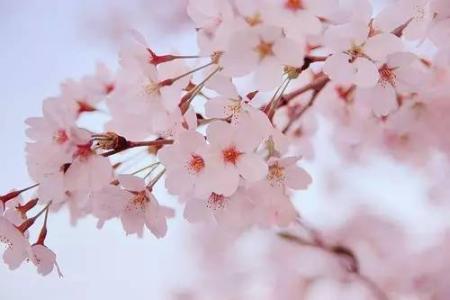 描述樱花