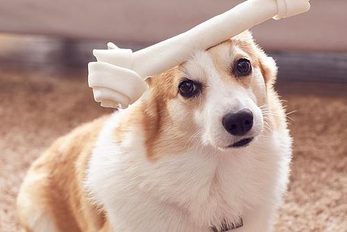 关于柯基犬的组成