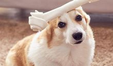 关于柯基犬作文