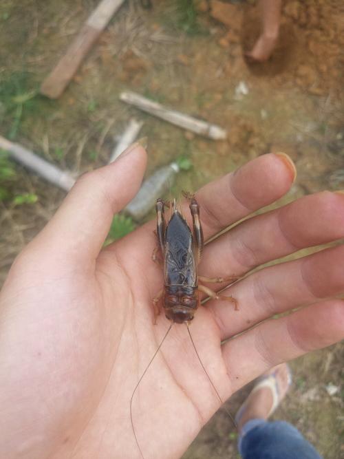 第一次抓板球