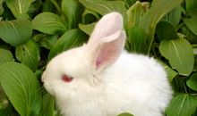 我最喜欢的小白兔