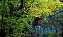 家乡的森林公园