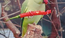 怕吃辣椒的孙弘睿