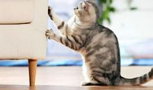 我最喜爱的味道