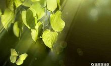 太阳每天都从我窗前升起读后感