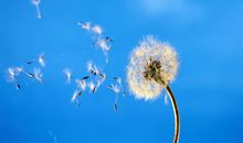 我最爱的蒲公英