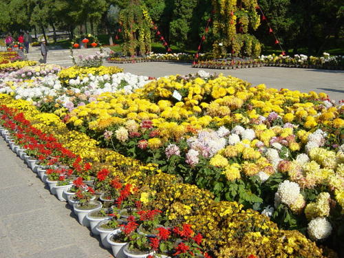 观赏菊花展