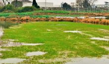 我想念故乡的雪