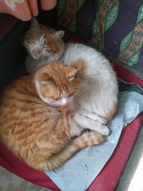 记忆中的小猫