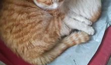 记忆里的小花猫