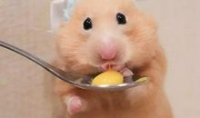 我家有只小仓鼠