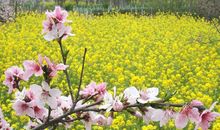 我眼中的桃花源