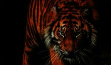 老虎大王森林大会