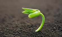 一粒种子的回忆