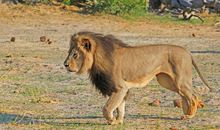 我好想当一头雄狮