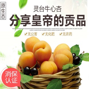 我爱家乡的杏子