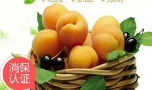 我爱故乡的杏子