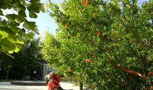 心中的那一抹绿