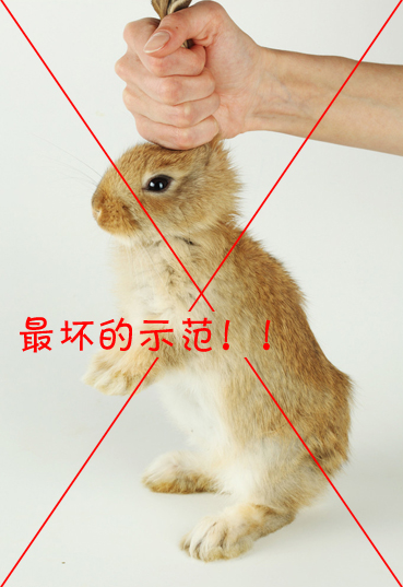赶上兔子
