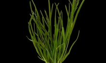 假如我是一株小草