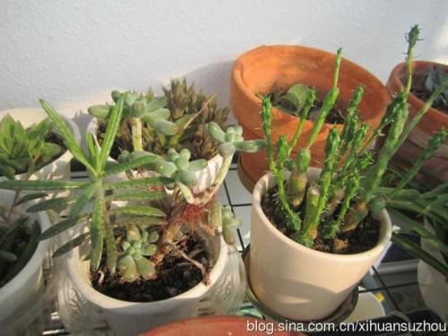 与多肉植物共舞