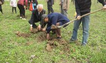 一次有趣的植树活动