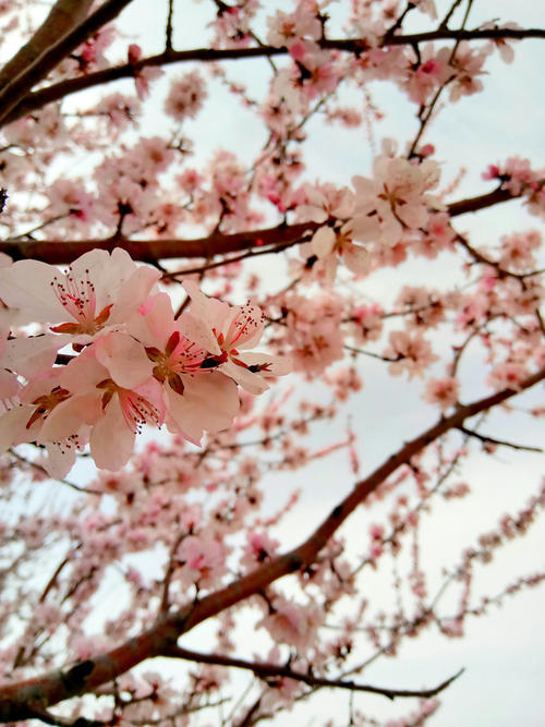 魔术桃花