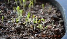 悄悄发芽的种子