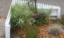 夏天来到我家小区里