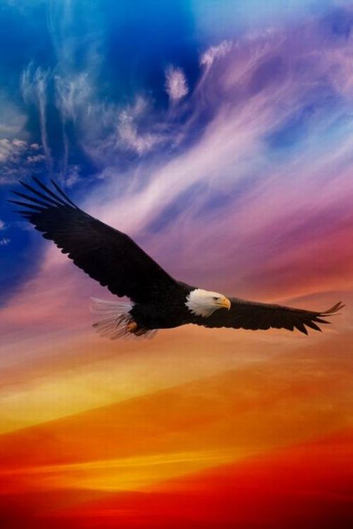 Eagle_200字的传说