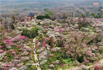 梅花山