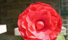 记忆中的山茶花