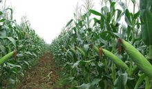 “偷”玉米
