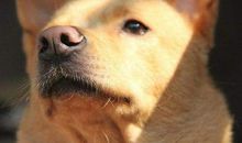 文明养狗利己利人