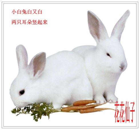 小白兔子做家务