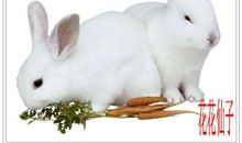 小白兔做家务