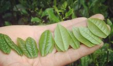 那一抹绿真让我难忘