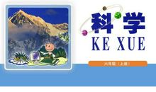 一棵坚强的小树