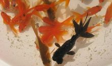 红金鱼黑金鱼续写