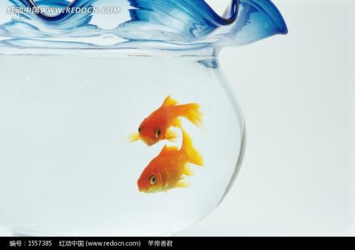 两个金鱼的童话故事组成
