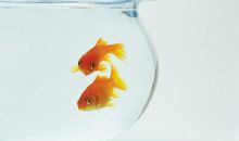 两条金鱼的童话故事作文