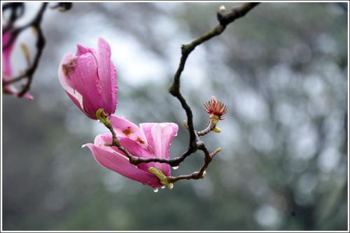 听花